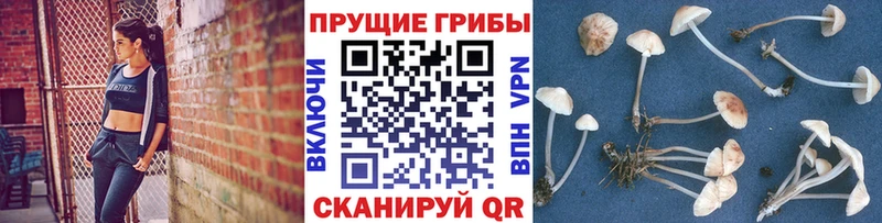Псилоцибиновые грибы прущие грибы  hydra зеркало  Хасавюрт 